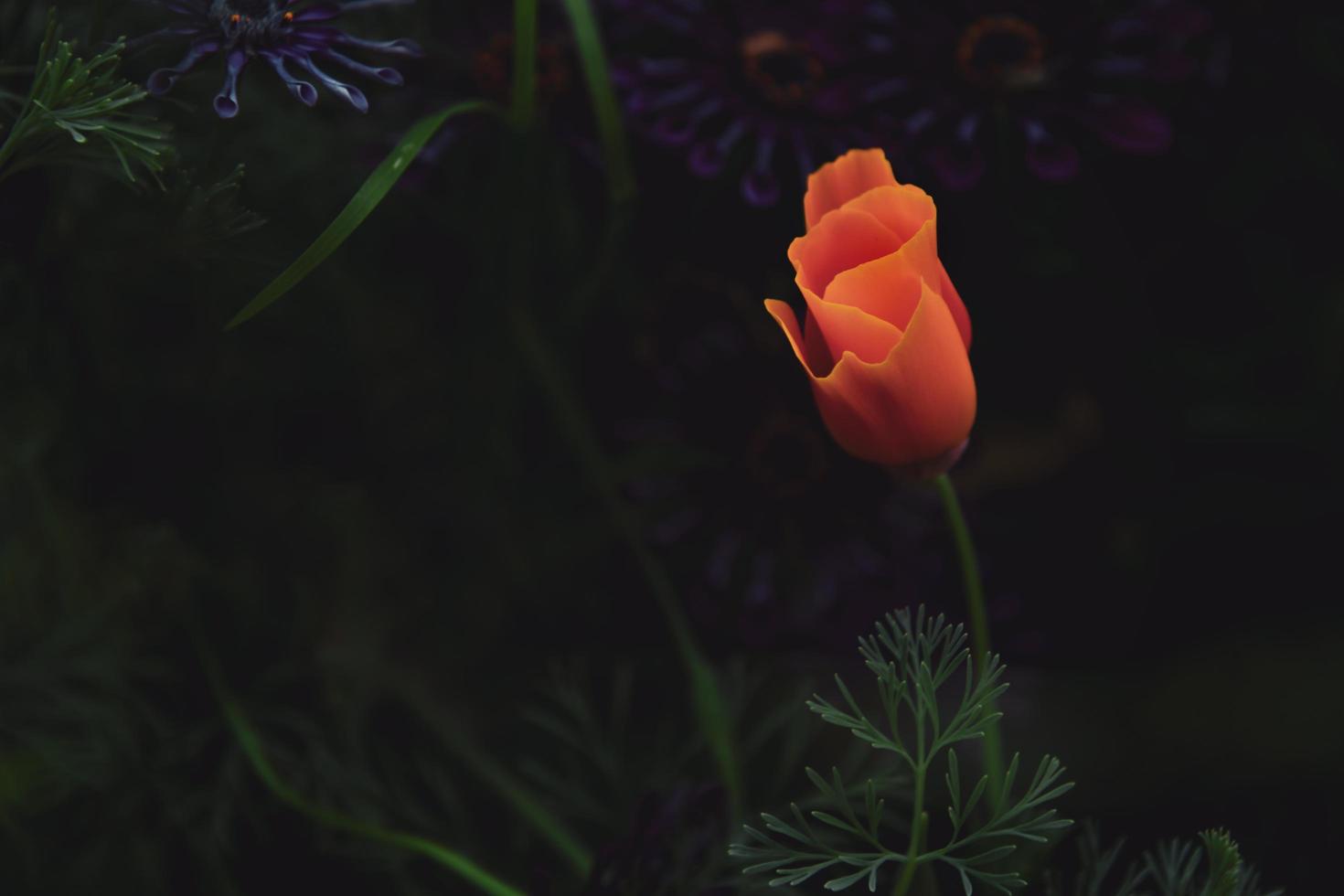 Orange petaled flower photo