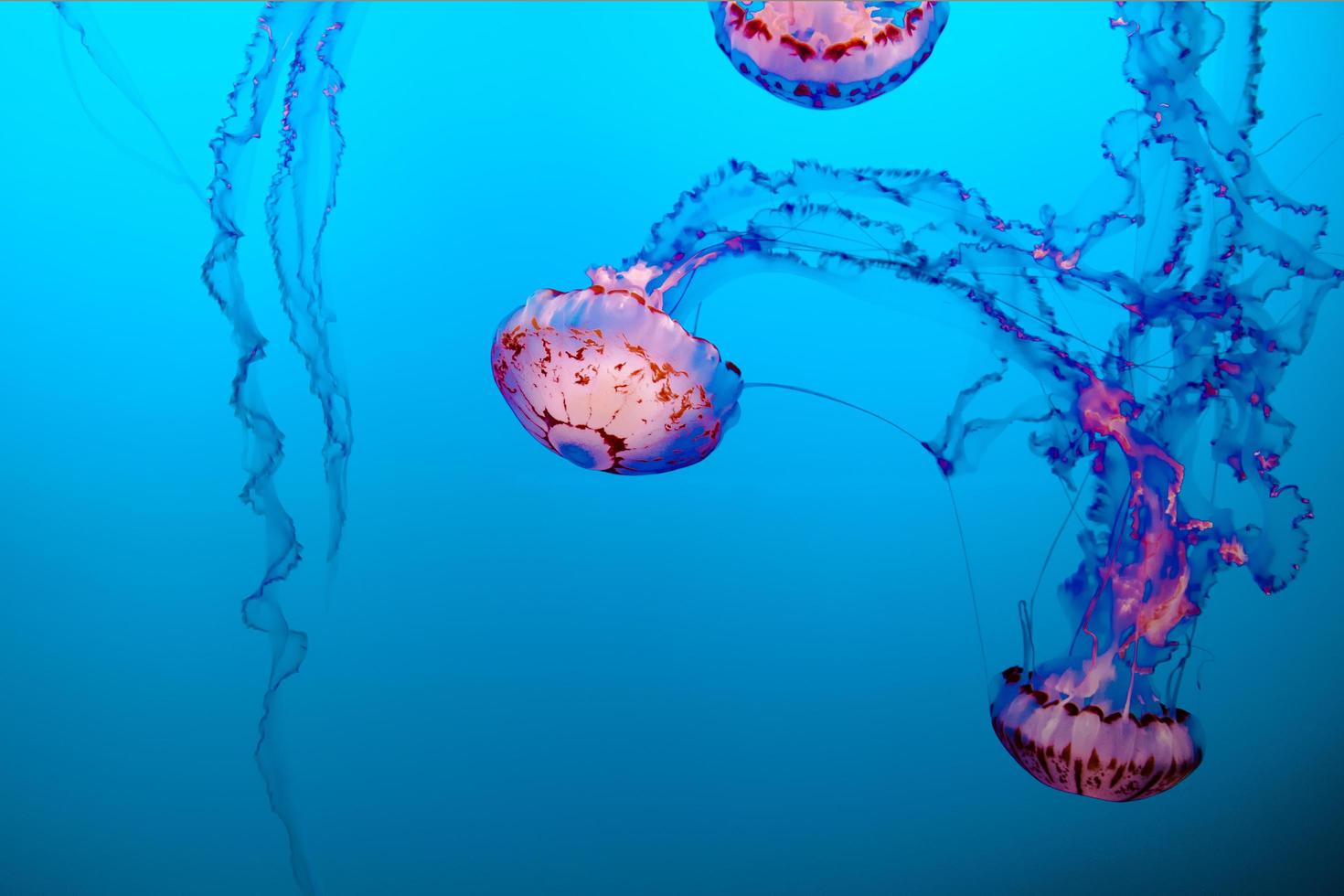 jelly fishes underwater photo