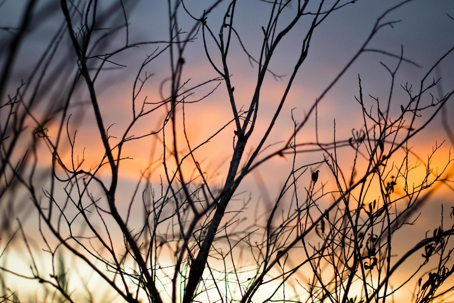 Bare trees during golden hour photo