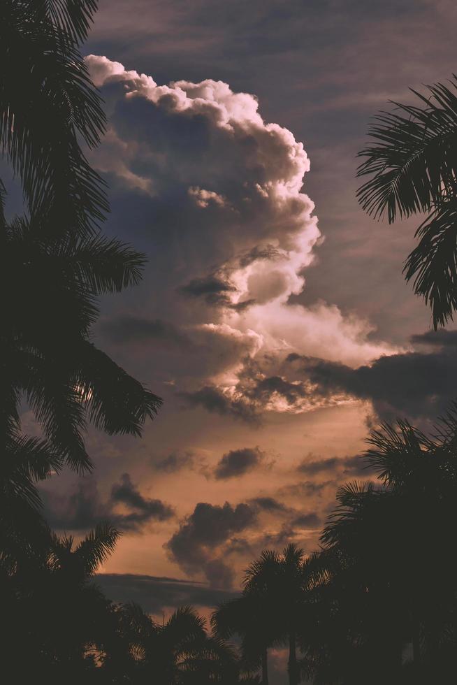 Palm trees under white clouds photo