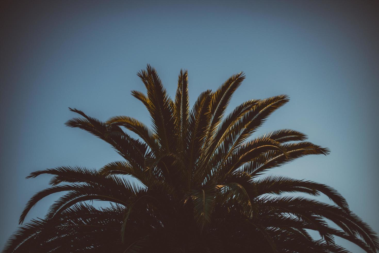 Looking up at palm tree photo