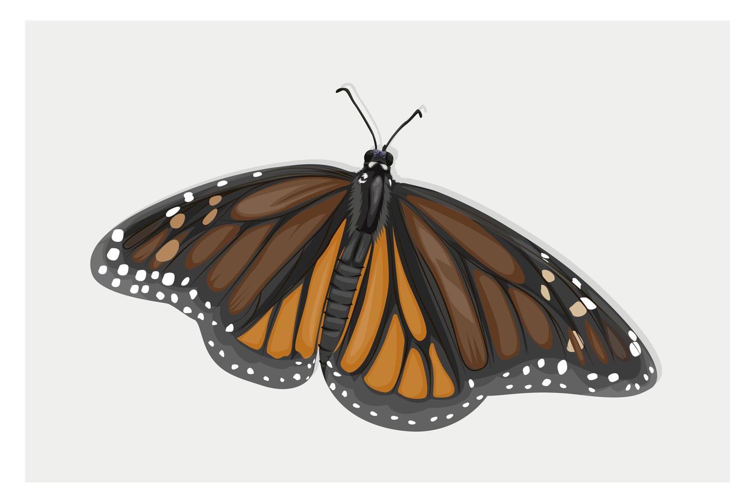 dibujo a mano de mariposa alada marrón vector