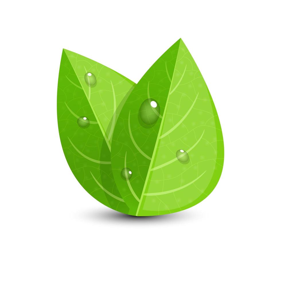Realistic green leaf with water drops on it  vector