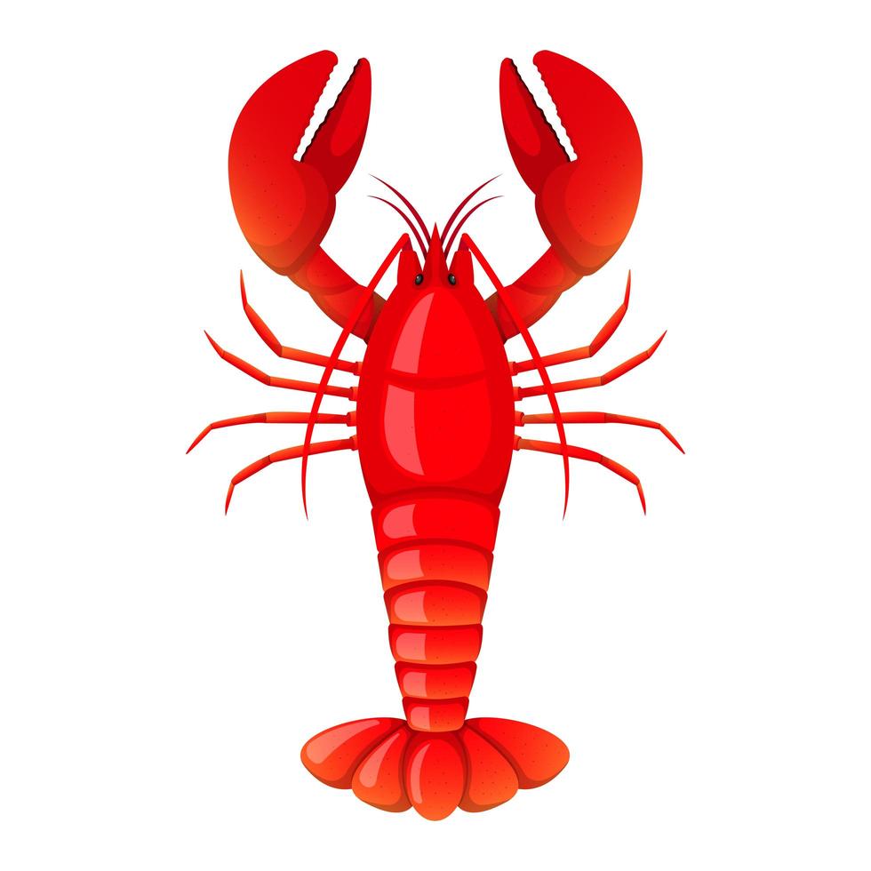 Lobster isolated on white vector