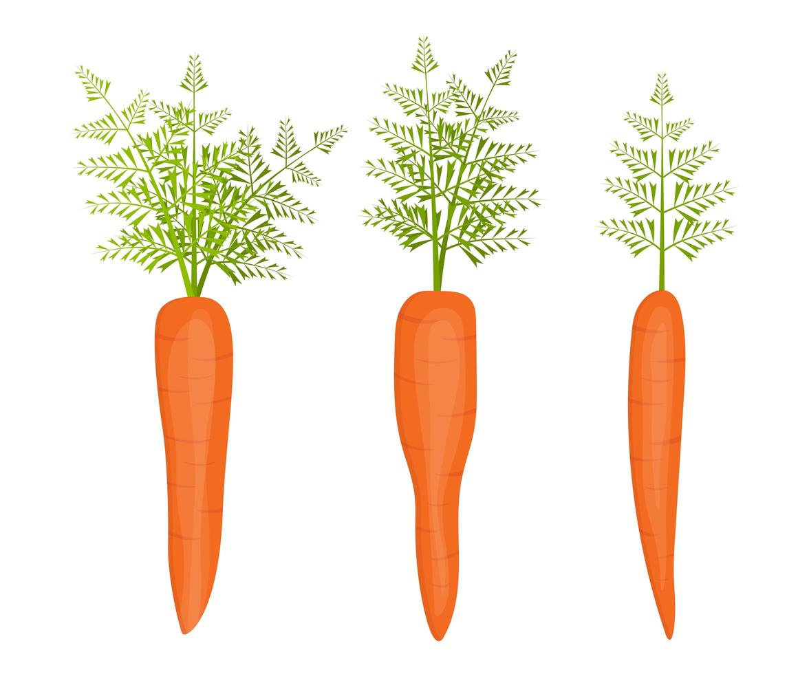Fresh carrot isolated  vector