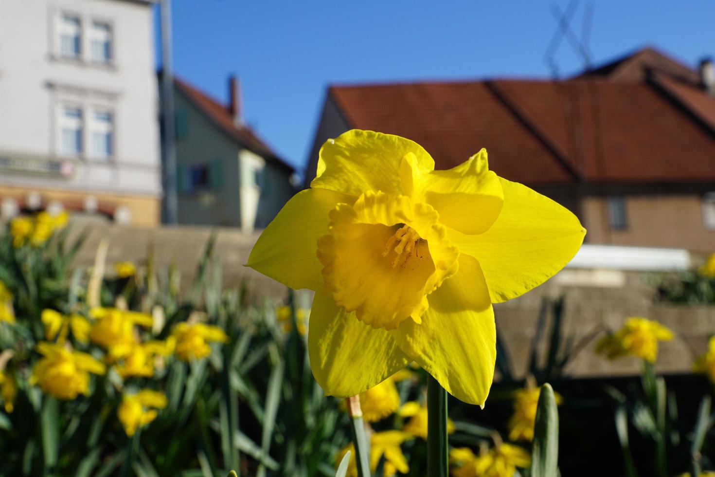 Yellow daffodils in Germany photo