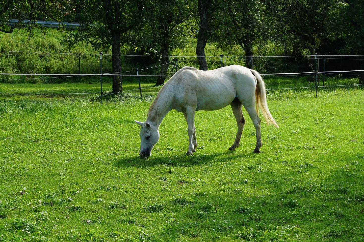 pastando caballo blanco foto