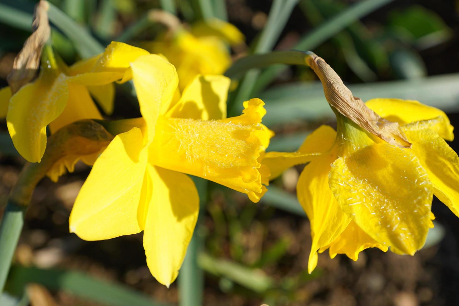 Yellow daffodils in bright sunshine photo