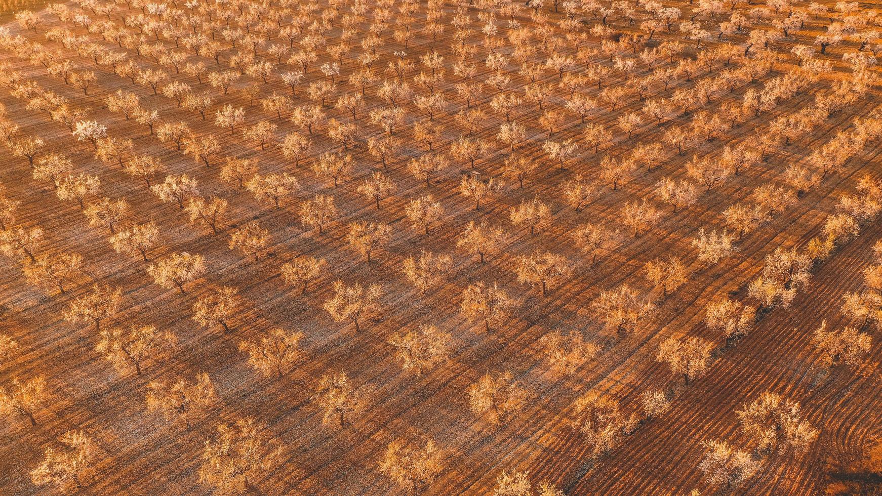 almendros en españa foto