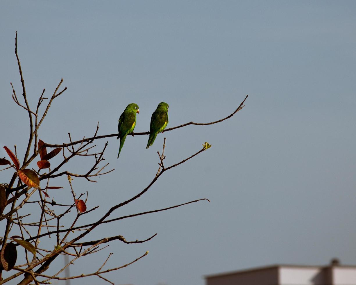 pájaros posados en la rama foto