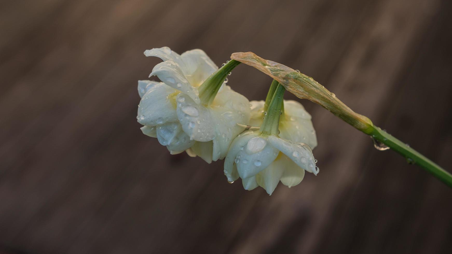 flores blancas con rocío. foto