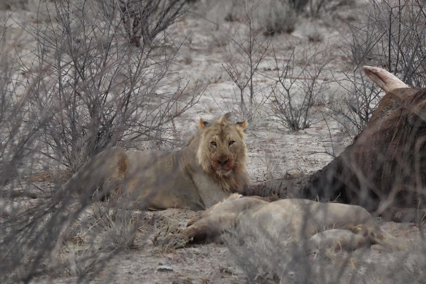 león con presa namibia foto