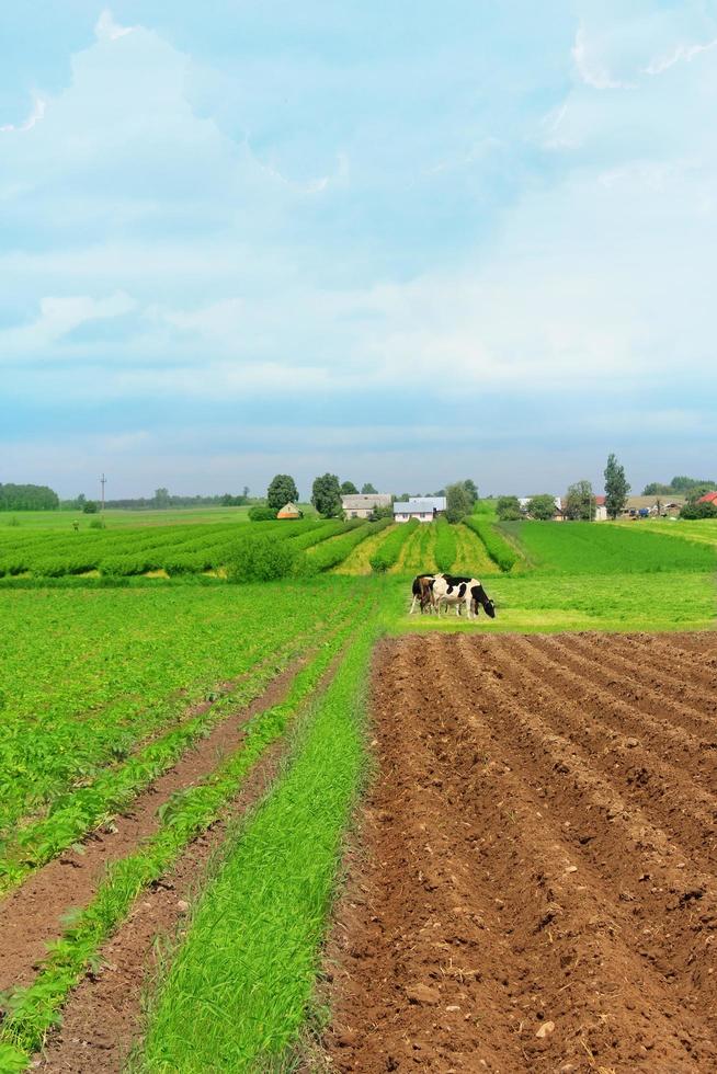 Farm in summer photo