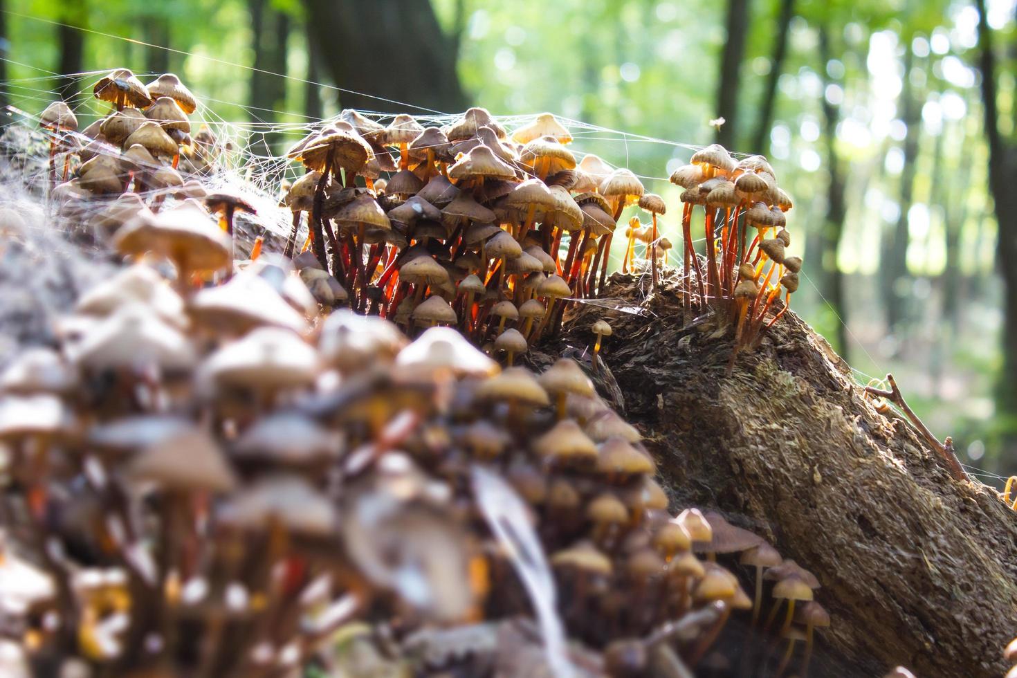 Mushrooms in the forest photo