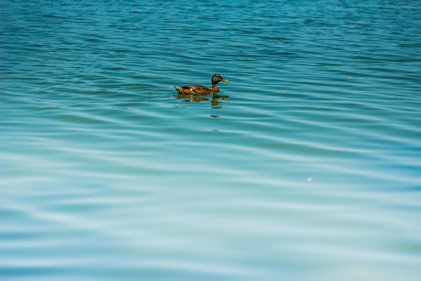 Duck on a pond photo