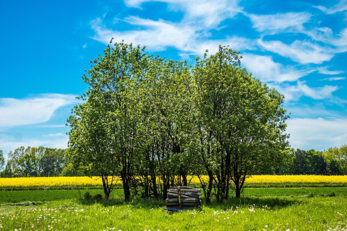 Trees on a green field photo