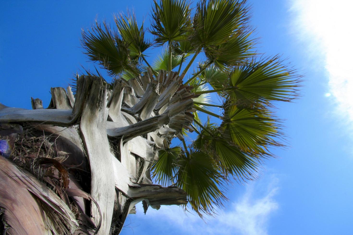 Low angle view of palm tree photo