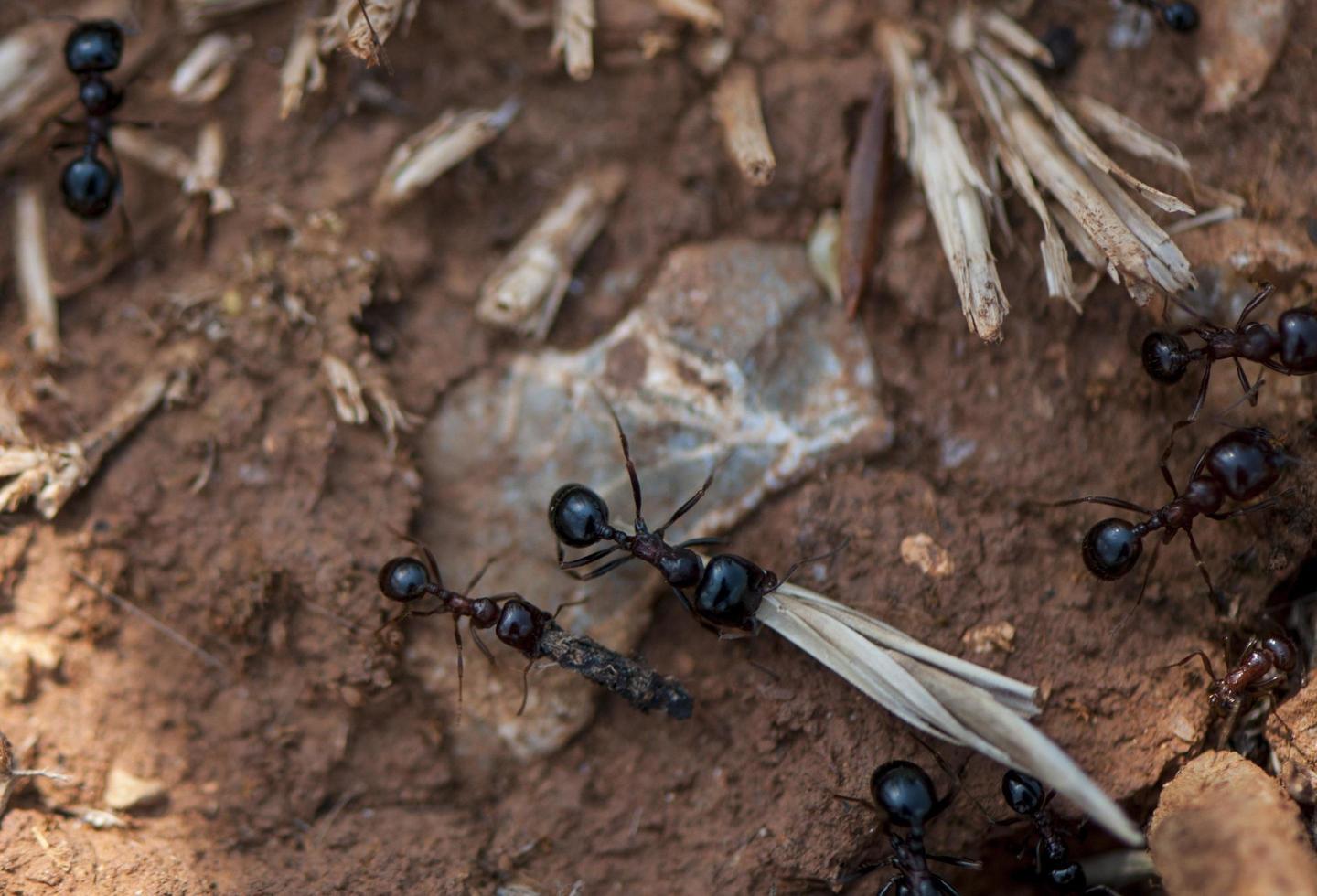 Close up view of ants working photo