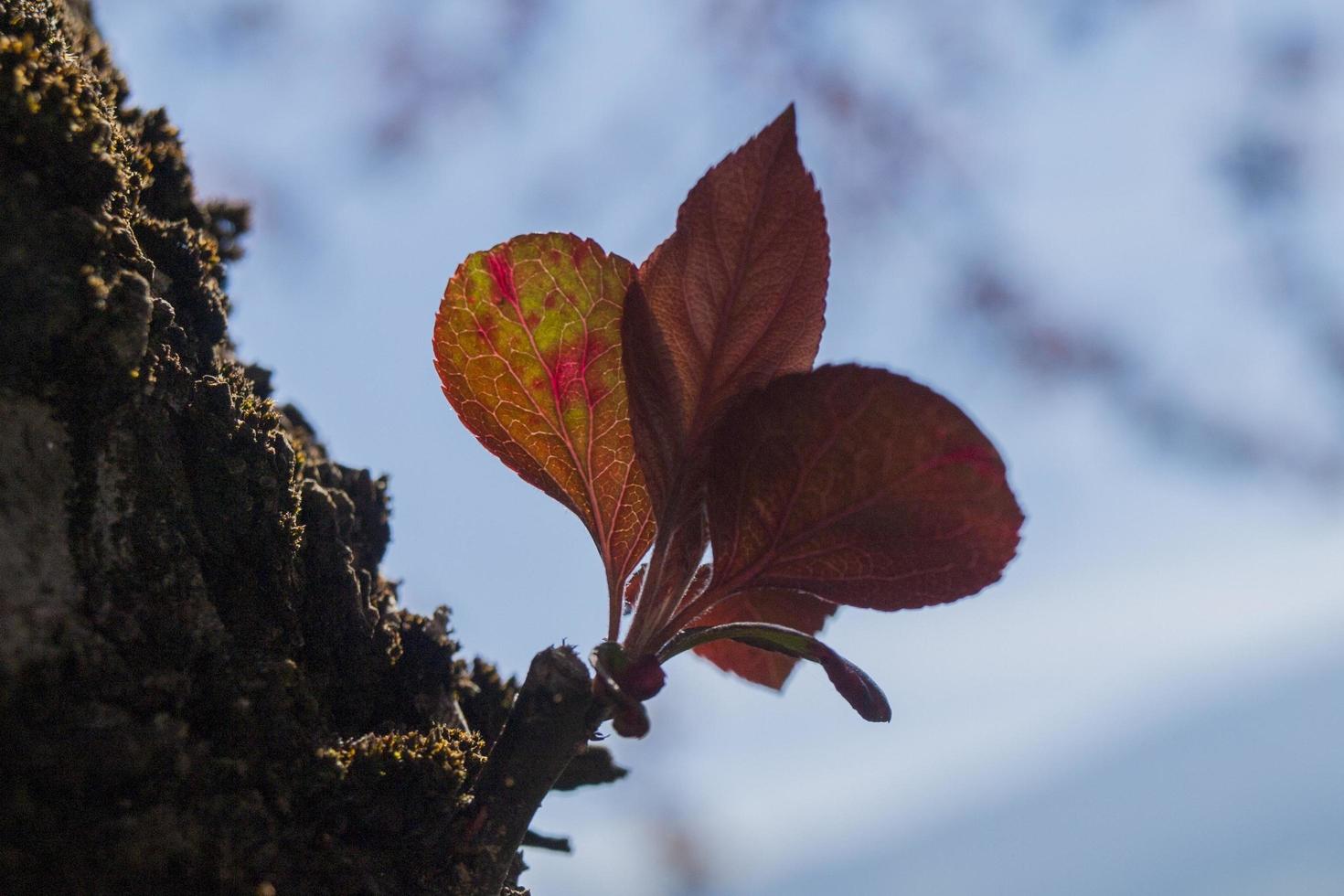 Silhouette of an autumn leaf photo
