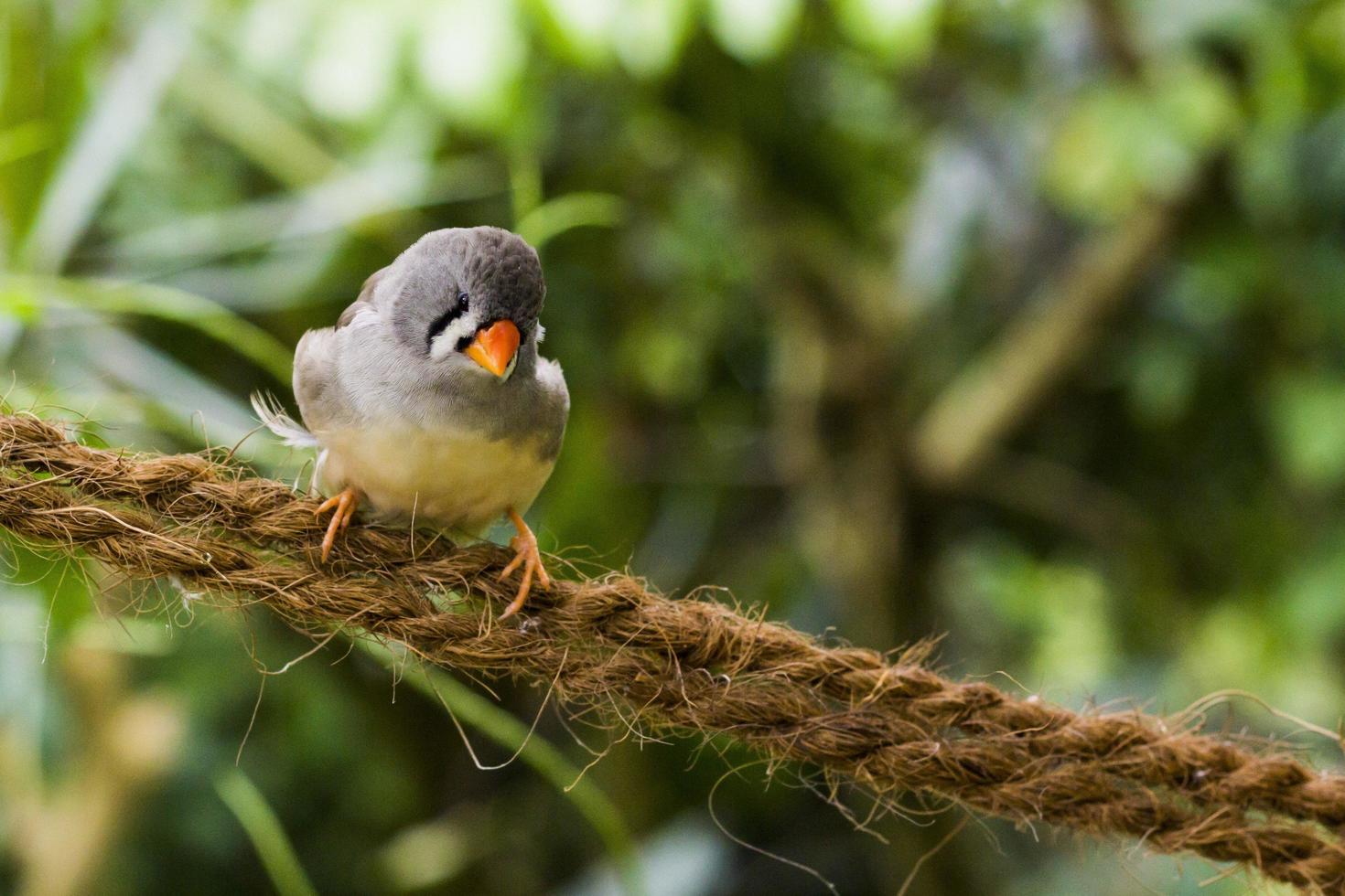 Bird sitting on twine  photo