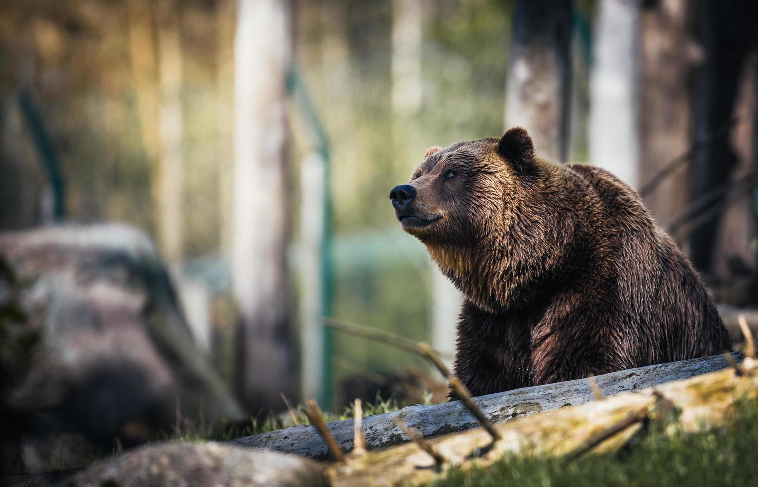 Grizzly bear in a forest photo