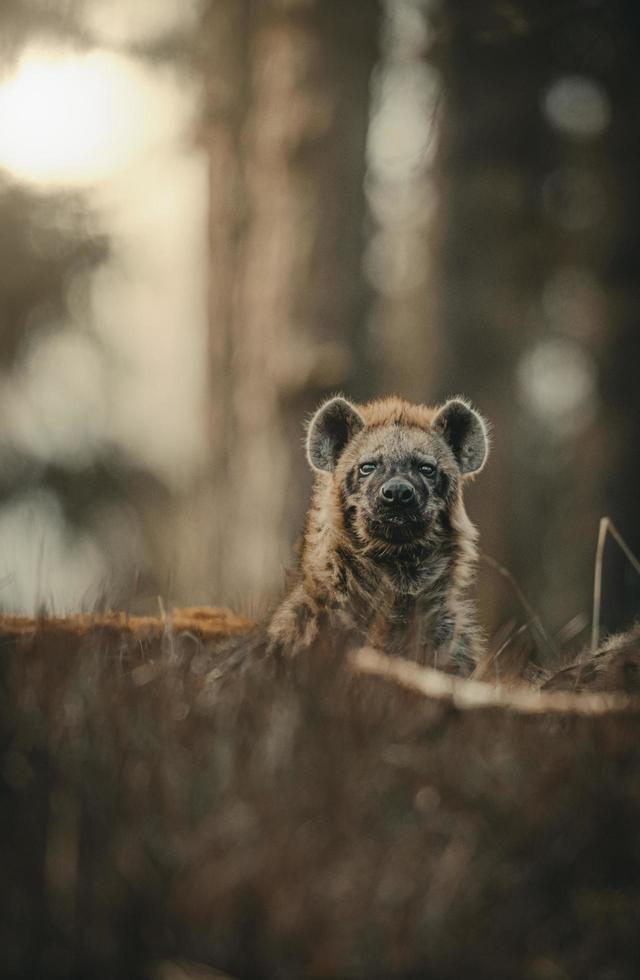 hiena en un bosque foto