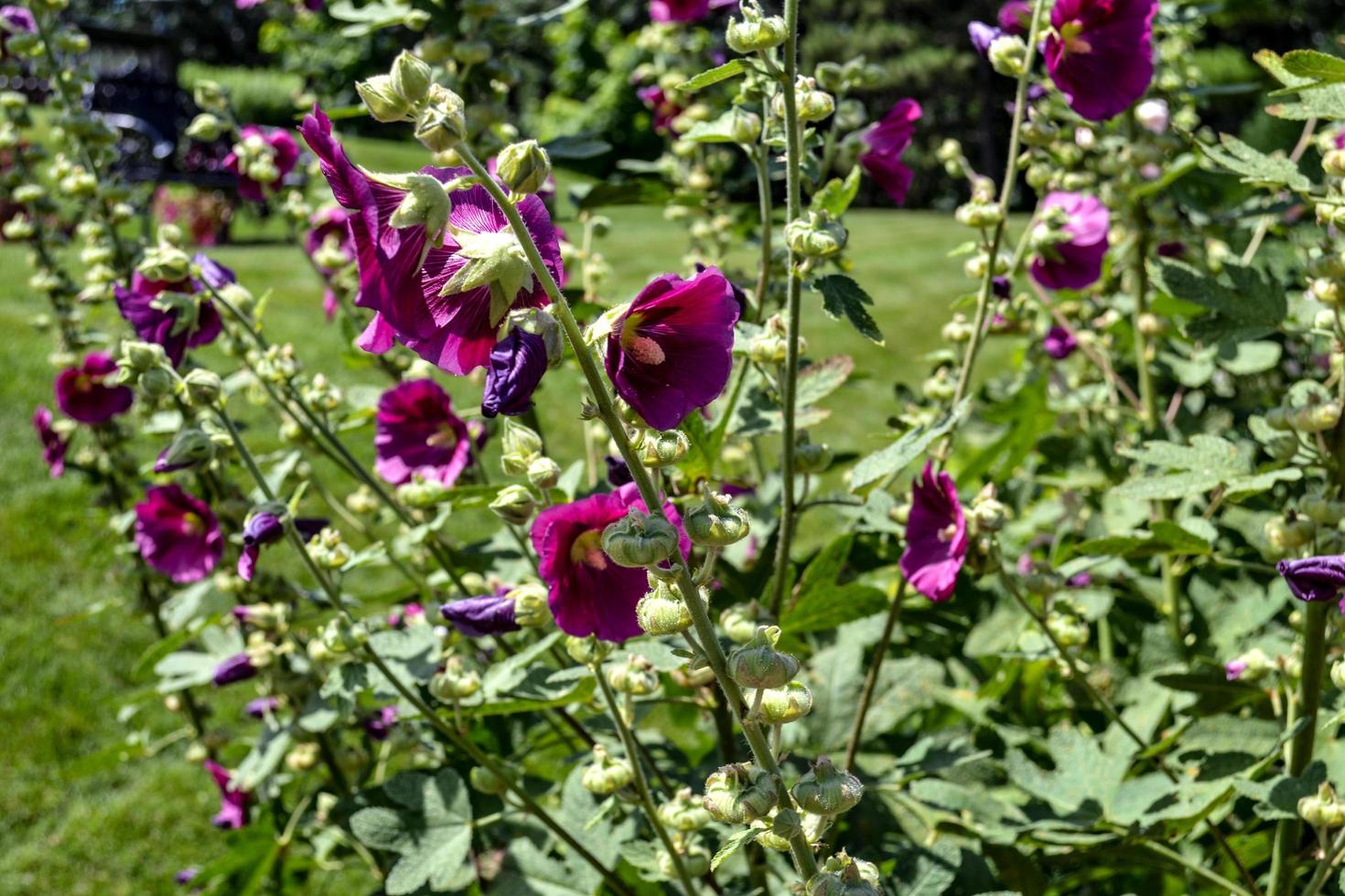 Blooming purple flowers photo