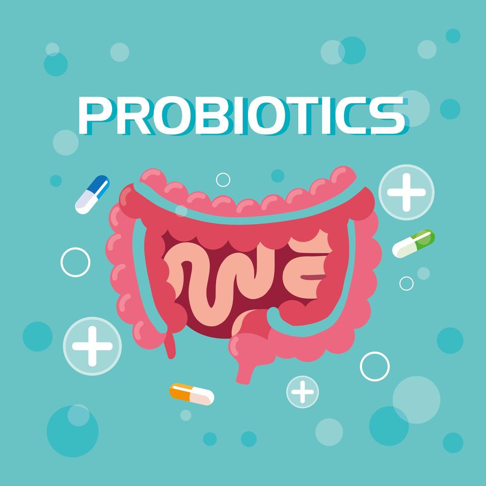 probióticos sistema digestivo con cápsulas vector