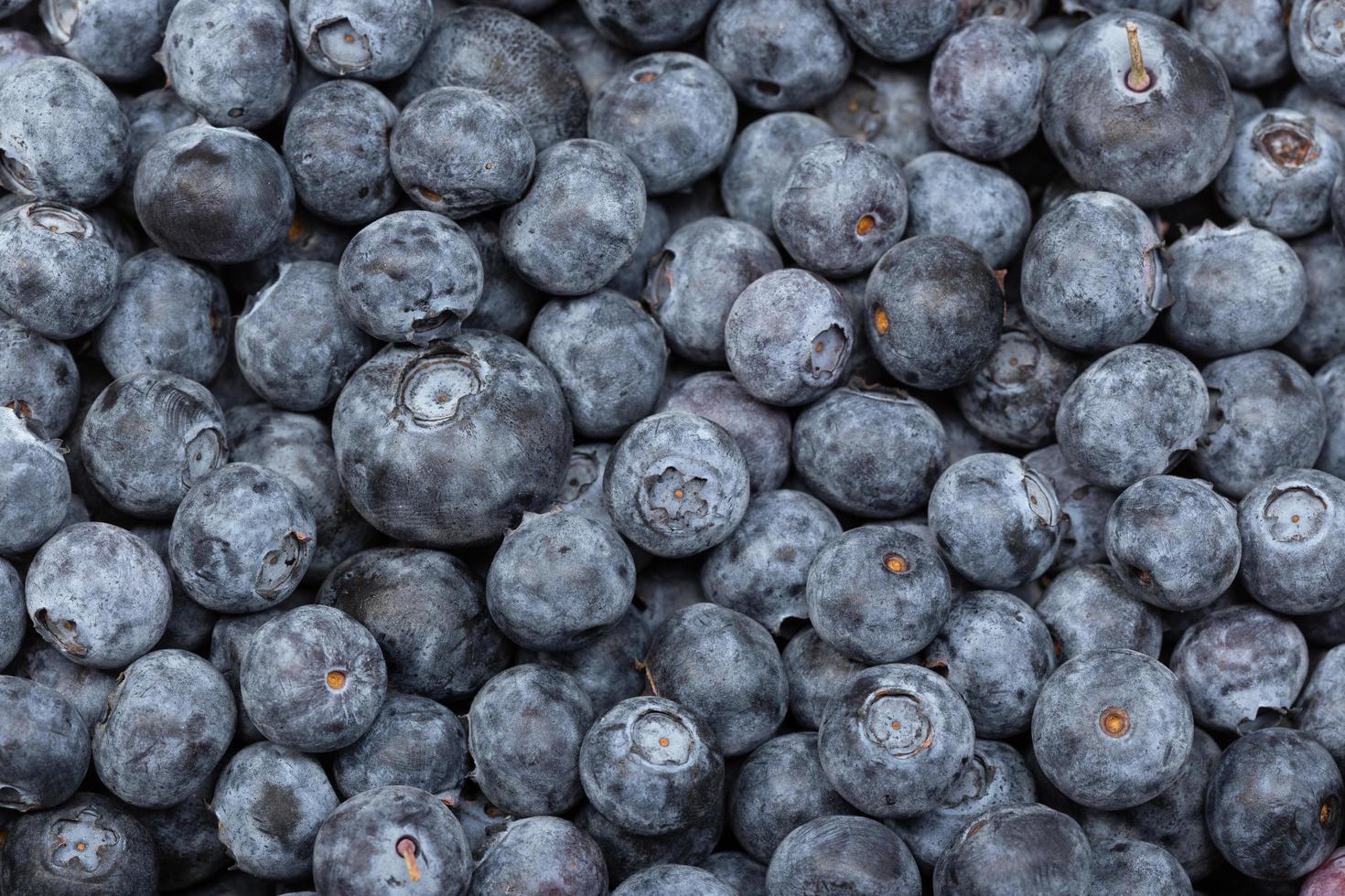 Close-up of blueberries photo