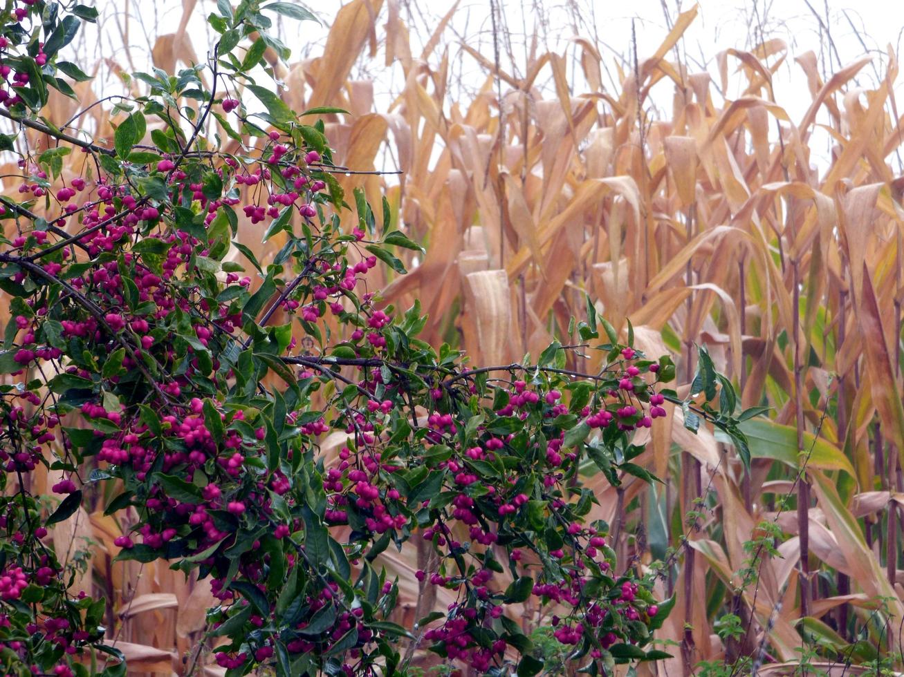 Pink berries growing in front of a corn field photo