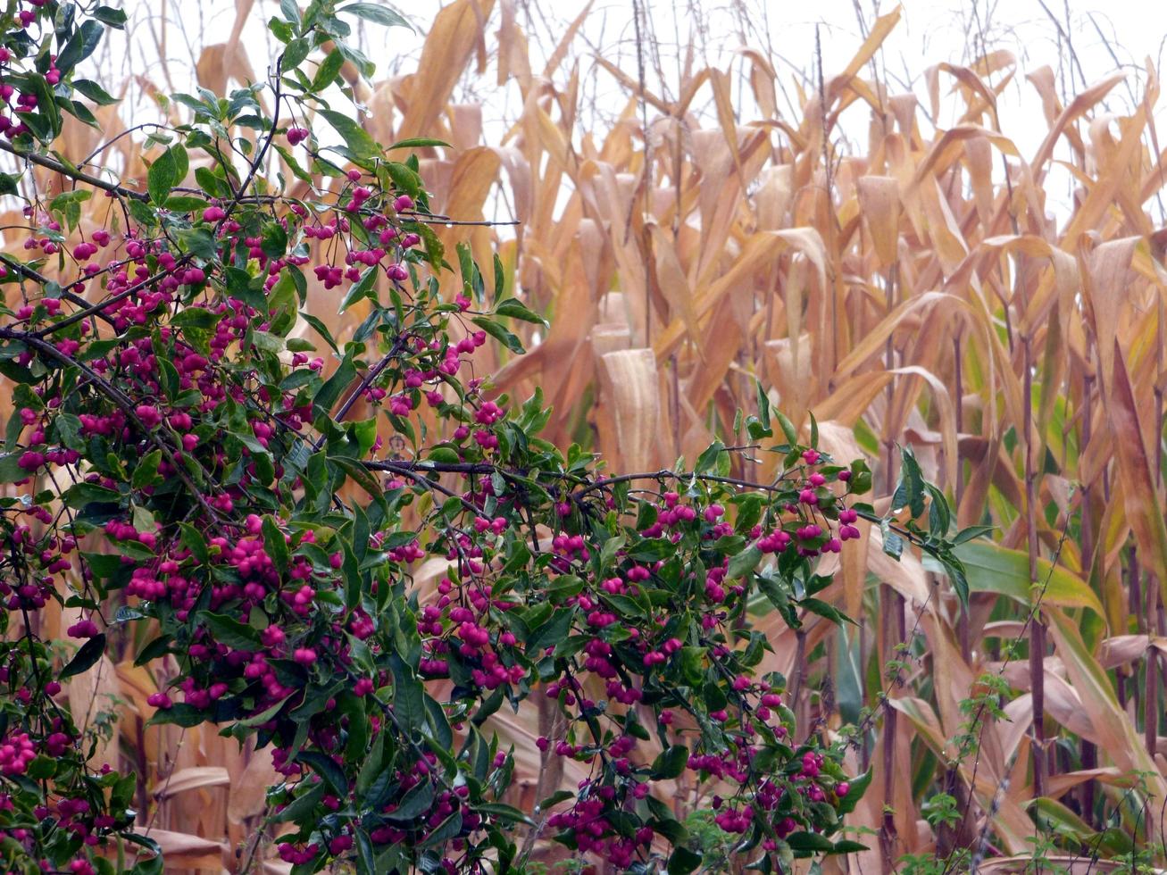 bayas rosadas que crecen delante de un campo de maíz foto