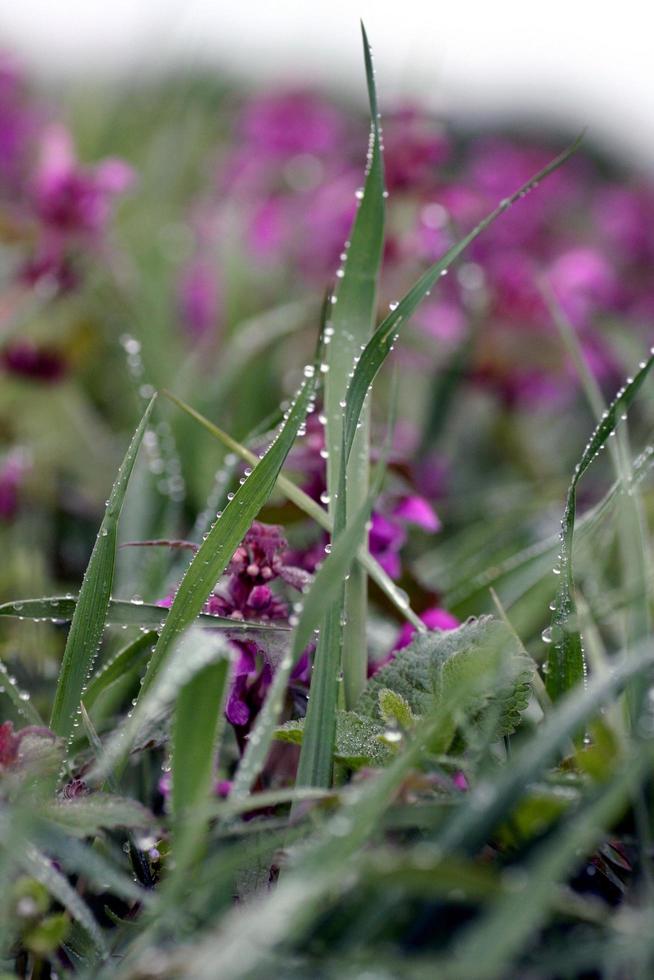 Dew drops on grass blades photo