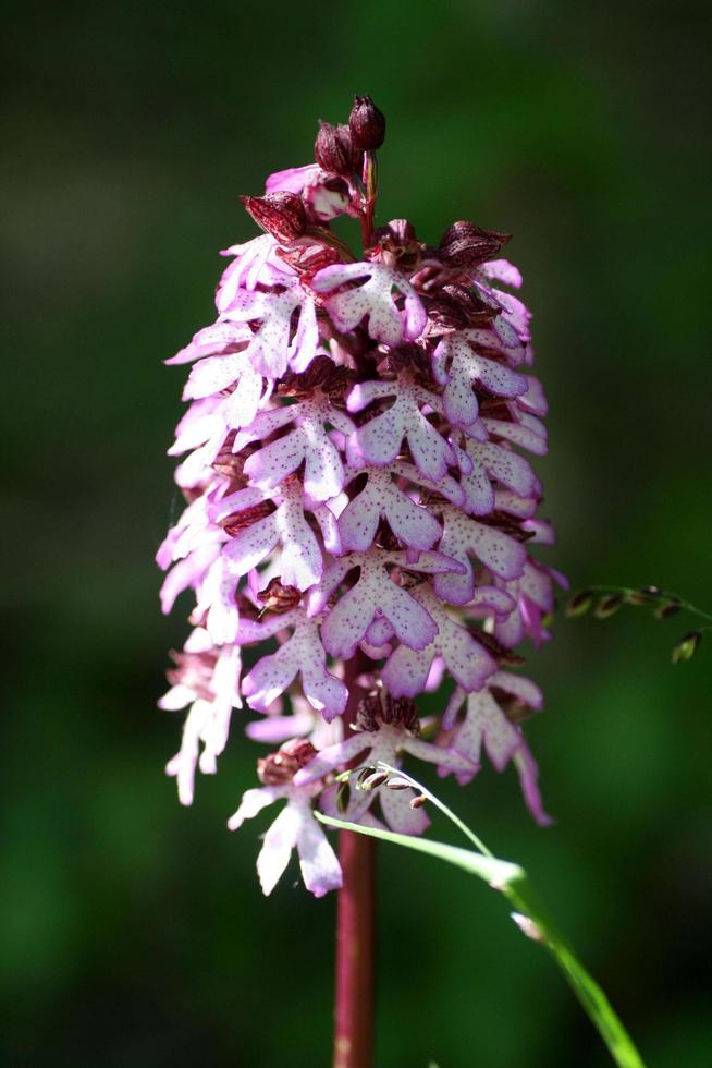 Close-up of purple flower photo