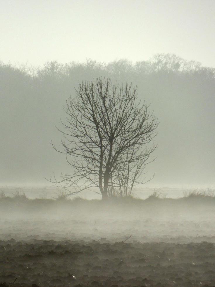 árbol en un campo cubierto de niebla foto