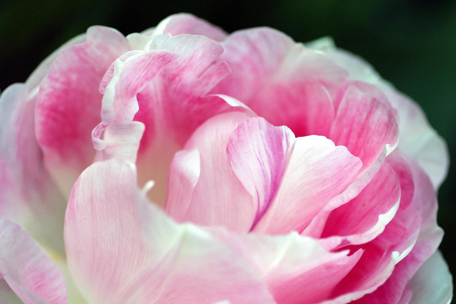 primer plano de una peonía rosa foto