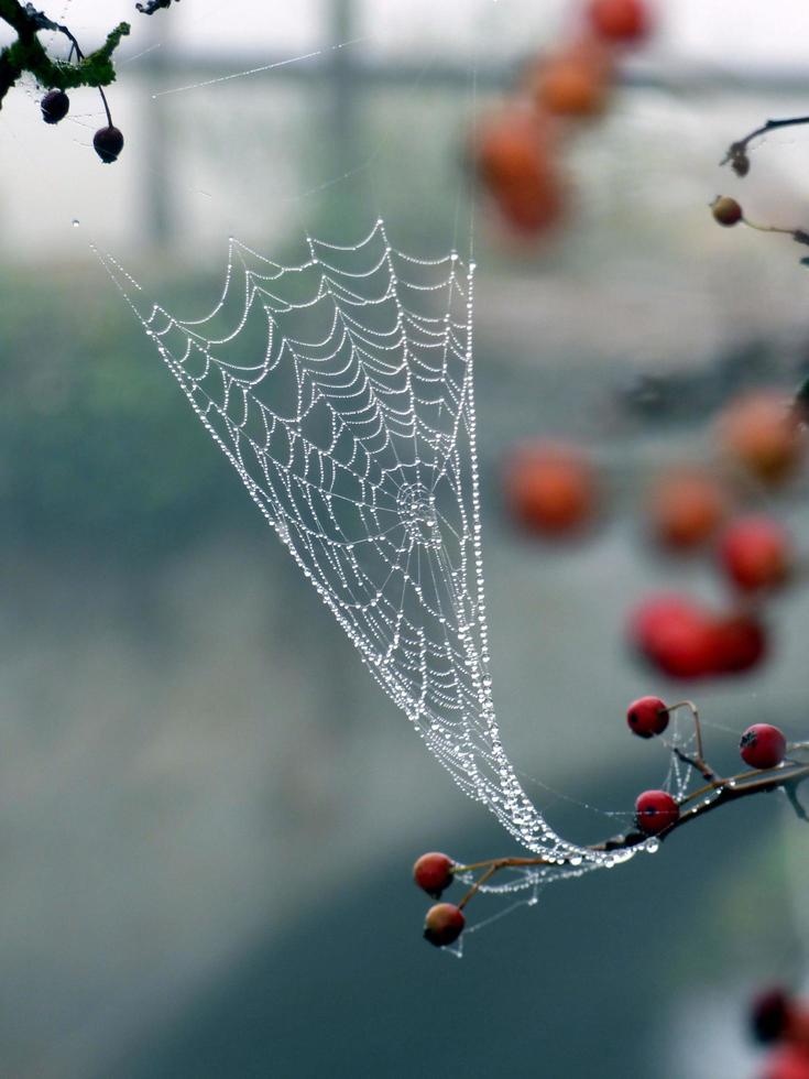 Dew drops on a spider web photo