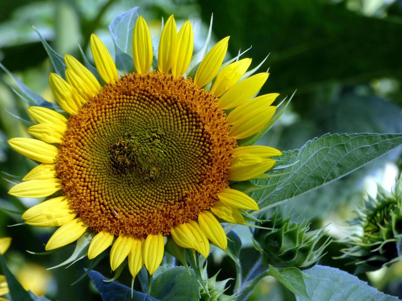 Close-up of a sunflower photo
