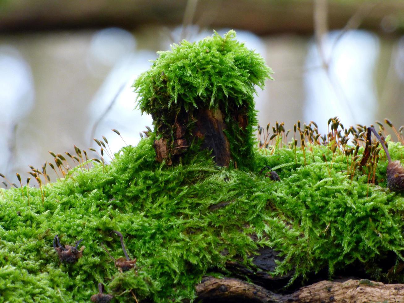 Moss growing on tree trunk photo