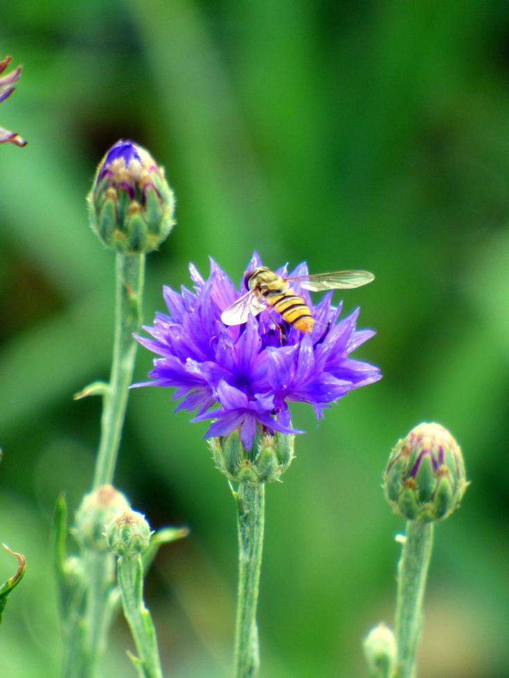 Bee on a purple flower photo