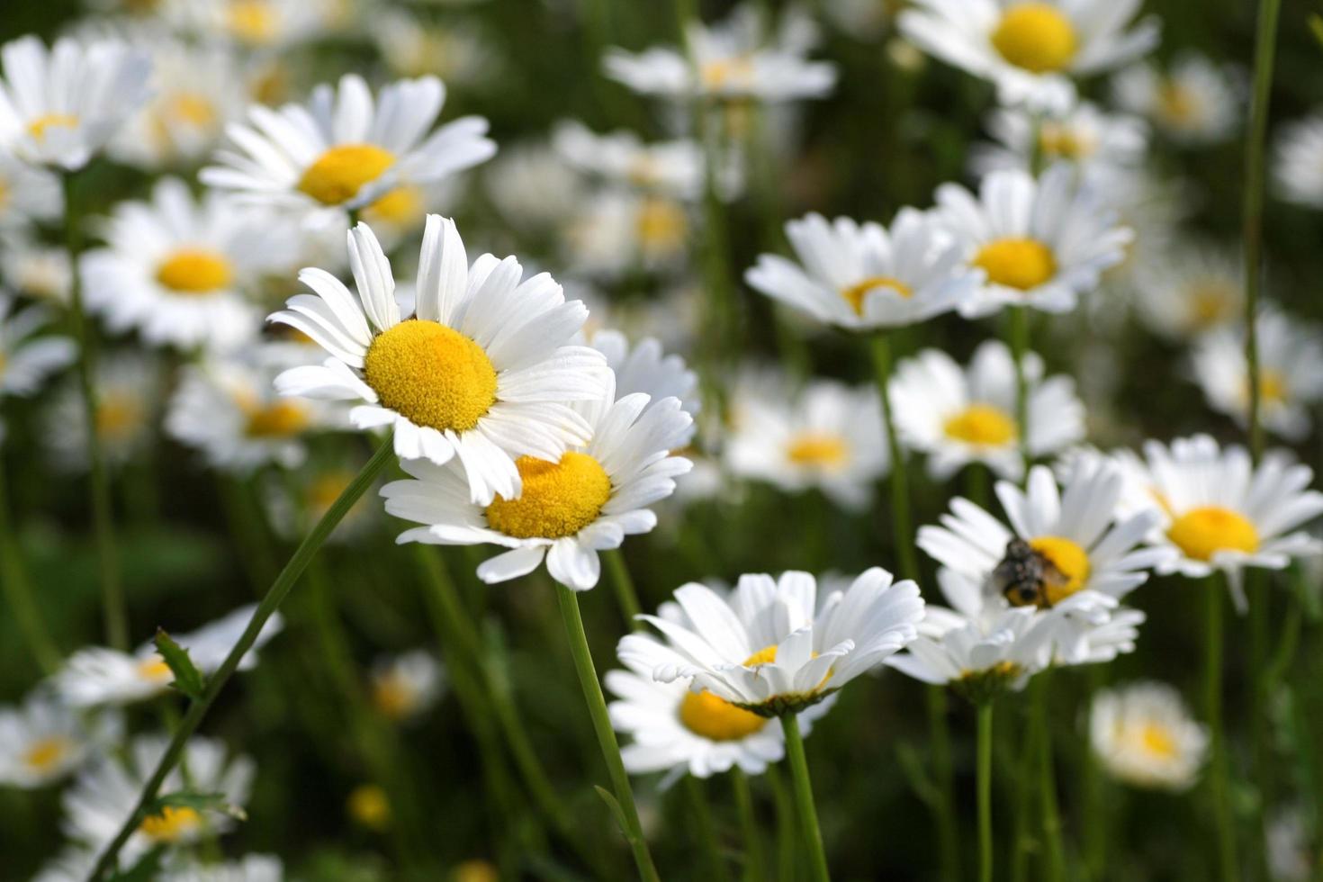 Close-up of daises photo