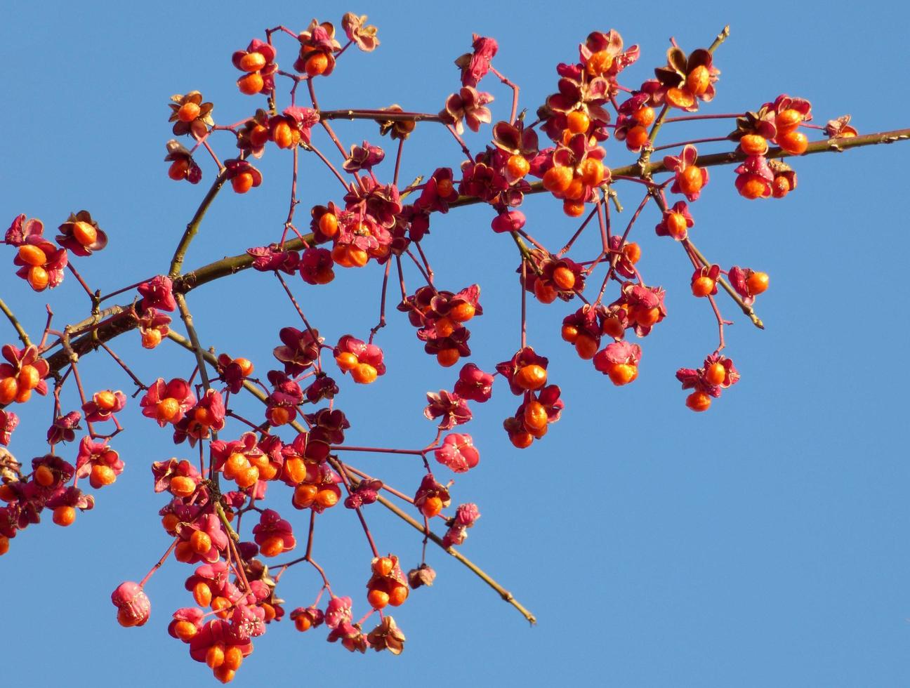 Red berries on a branch photo