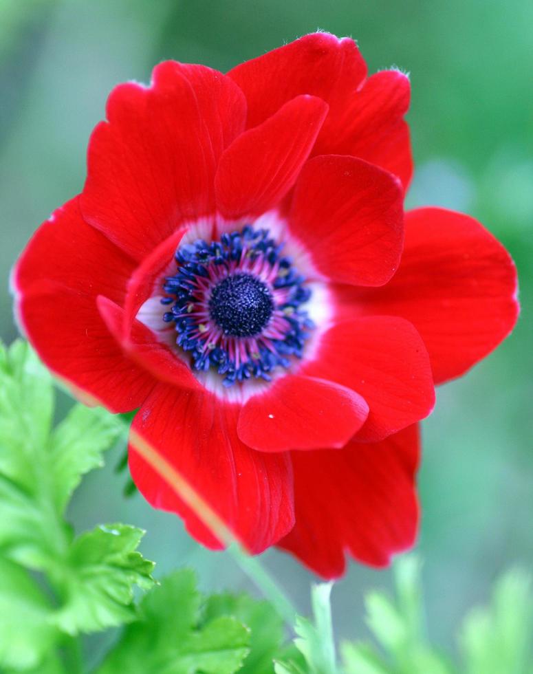 Red poppy flower photo