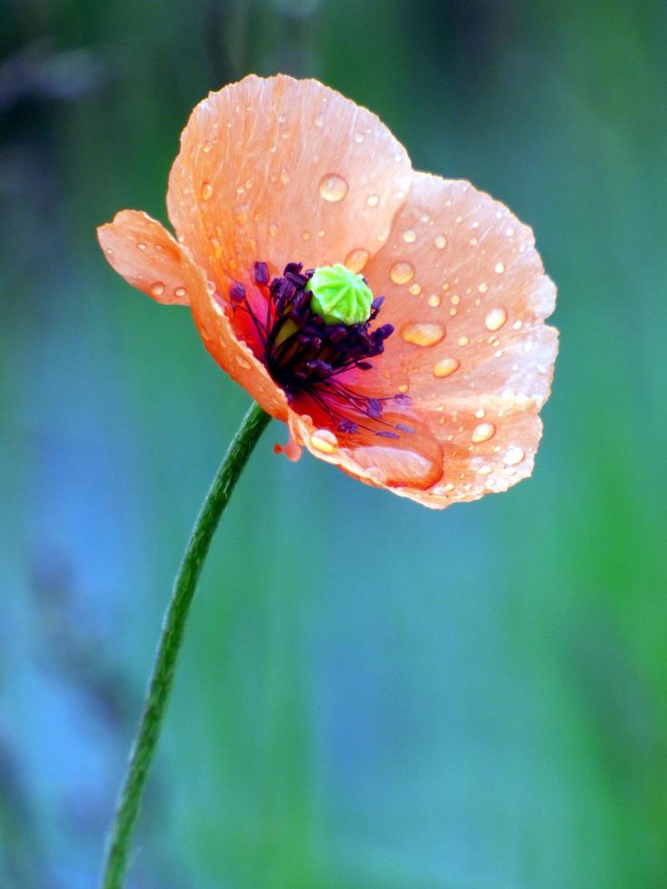 Dew on a red poppy photo