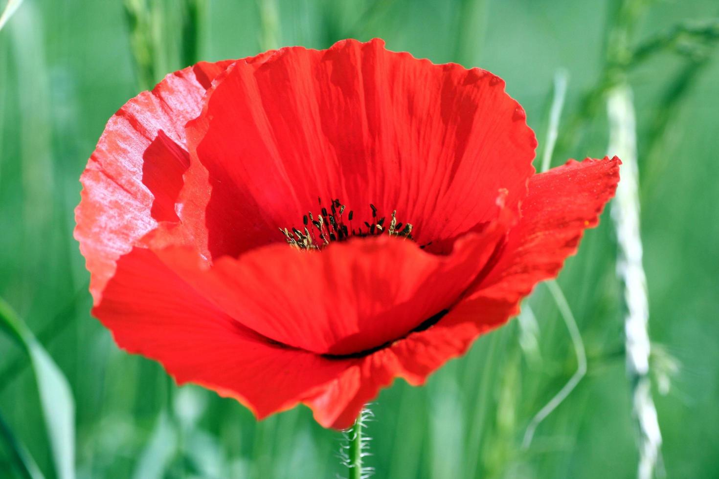 primer plano, de, un, amapola roja foto