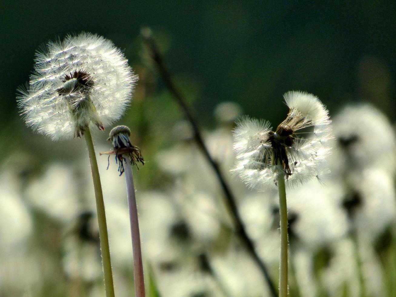 Field of dandelions photo