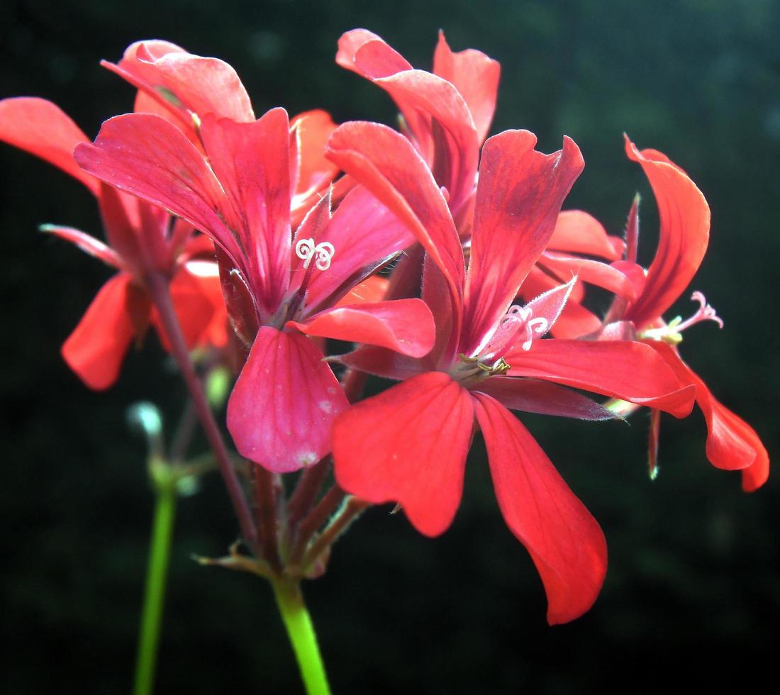 luz del sol en flores rojas foto