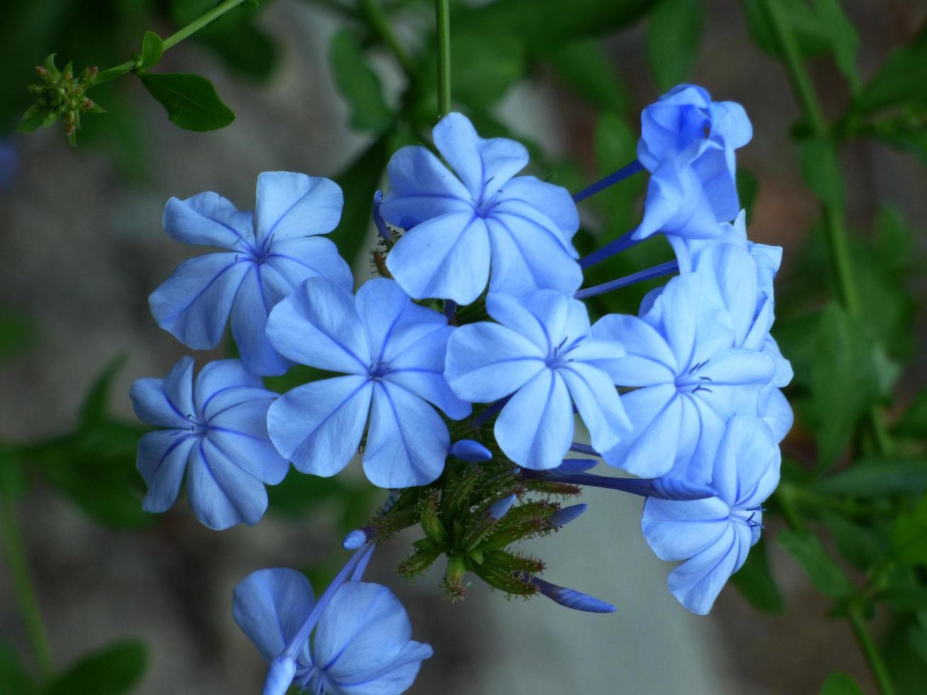 primer plano de flores azules foto