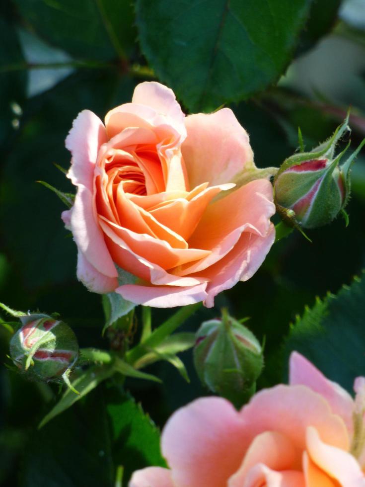 Close-up of peach roses photo