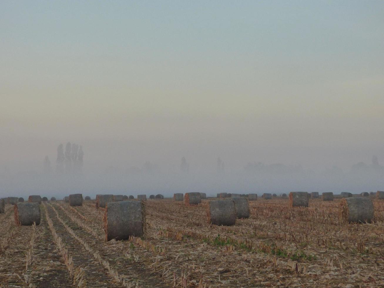 Field with hay bales  photo