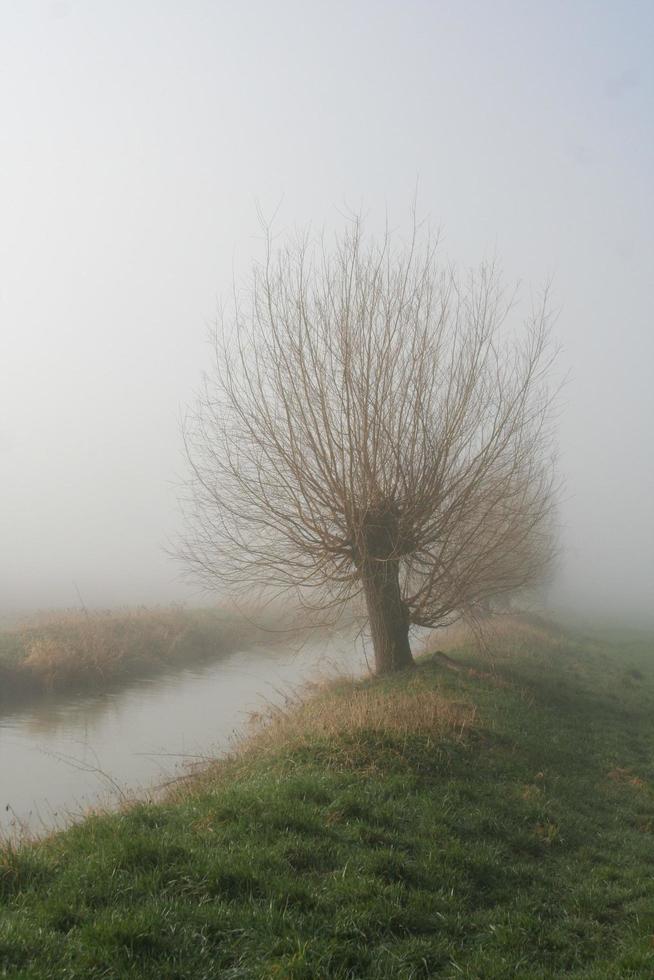 árbol junto a un arroyo cubierto de niebla foto